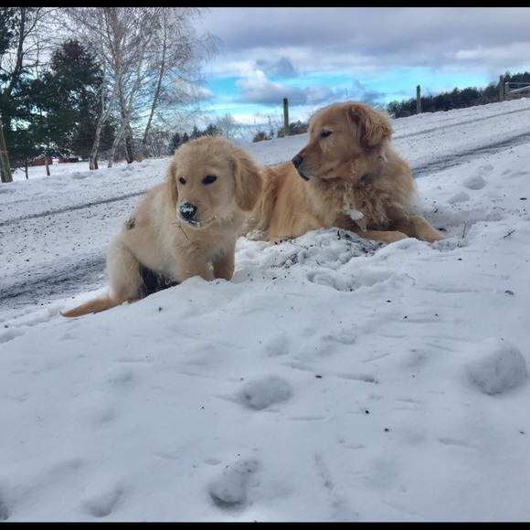 Meet your Posher, C - Picture 2 of 4